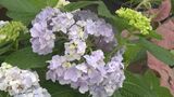 若夏の頃の風物詩 植木や苗木を割安で販売 沖縄市 |TBS NEWS DIG