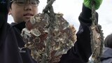 27年続く伝統の授業 中学生がカキの養殖作業を体験で地域の産業への理解を深める 岩手・陸前高田市|TBS NEWS DIG