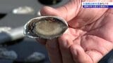 山林火災から1年　大船渡市から中継②1ミリ未満の小さな体で耐え抜いた「奇跡のアワビ」が漁業の未来を切り拓くか？|TBS NEWS DIG
