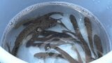 「子どもたちが魚を釣って楽しめる環境に」児童らが甲子川でヤマメとイワナ合わせて約30kgを放流　岩手・釜石市　|　IBC NEWS | IBC岩手放送
