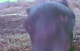 【監視カメラのクマ動画】農家は恐怖で警戒…近づいてきてクマの顔がアップに…!柿の木に設置「どこに潜んでいるかわかんない…」畑にはクマの足跡も残され…|TBS NEWS DIG