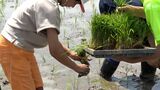「昔の人はとても大変だったことがよく分かった」小学生が船に稲を乗せて田植えに挑戦=浜松市 | 静岡のニュース | SBSNEWS | 静岡放送