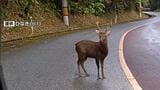 「やんばる」に本来生息しないシカ　2024年秋から目撃、生態系への悪影響懸念　環境団体が県に要望|TBS NEWS DIG