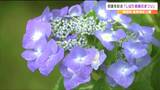 「しばた紫陽花まつり」始まる「雨を弾いている感じも新鮮」　宮城・柴田町　|　宮城のニュース│tbc NEWS│tbc東北放送