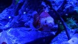 「くらしき金魚ミュージアム」17日から 40種類 約1,000匹の金魚が妖しげな空間を泳ぐ“妖怪百金魚夜行” イオンモール倉敷で9月23日まで【岡山】 | 岡山・香川のニュース | 天気 | RSK山陽放送
