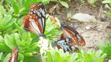 旅する蝶「アサギマダラ」姫島に飛来 700匹が華麗に舞う 大分 | 大分のニュース|OBS NEWS|大分放送