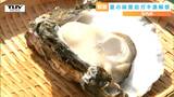 「海のミネラルダイレクト!な旨み」プリップリの岩ガキの漁がきょう解禁!(山形) | 山形のニュース│TUYテレビユー山形