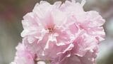 「心の中にもお花を咲かせて」18日から倶利迦羅さん八重桜まつり 「厄除け念仏赤餅」・身も心も清らかに 石川県津幡町・倶利迦羅不動寺　|　石川県のニュース｜MRO北陸放送