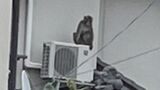 住宅街に出没！　街中でサルの目撃情報が20件以上相次ぐ　同じサルが直線で約20キロの距離を移動か　愛知　|　名古屋・愛知・岐阜・三重のニュース【CBC news】 | CBC web