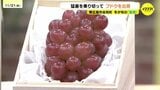 冬のブドウ「紫苑」出荷　独自の方法で“猛暑”乗り切る　「よく頑張ってくれたなあと思ってます」　広島・東広島市|TBS NEWS DIG
