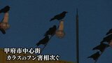 フン害に憤慨！　甲府市中心街にカラスの大群　フンなどの被害が相次ぐ　短期的と長期的の両輪の対策が必要　|　山梨のニュース | ＵＴＹテレビ山梨