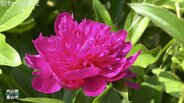 シャクヤクが見頃！豪農の邸宅として知られる内山邸　初夏を彩る花と梅の実り　富山　|　富山のニュース｜天気・防災｜チューリップテレビ