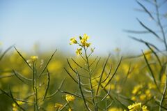 カノーラ先物、値幅制限いっぱいの６％安－中国がカナダに報復関税| TBS CROSS DIG with Bloomberg