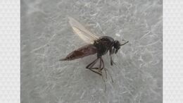 「スケベ虫」「干拓虫」網戸すり抜ける吸血昆虫・ヌカカ　ドローン駆除始まる「小さいお子さんは、どうしても腫れが大きい」|TBS NEWS DIG