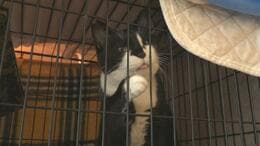 7棟焼く火事で施設が延焼、20匹犠牲に…“ネコの日”に保護ネコ譲渡会　12組が里親名乗り「ゆっくり過ごして」　富山・高岡市|TBS NEWS DIG