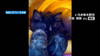 わたしのハッピーニュース　寝姿でも癒してくれる愛猫　|　鹿児島のニュース｜MBC NEWS｜南日本放送