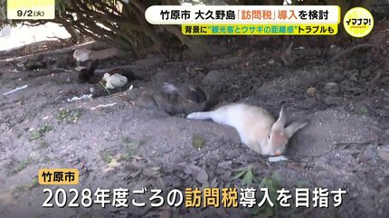 ウサギのために使ってもらえるのなら…」“ウサギの島”大久野島で「訪問