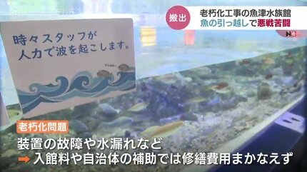 住み慣れた水槽離れたくない？ 魚のお引越しで悪戦苦闘 日本最古の