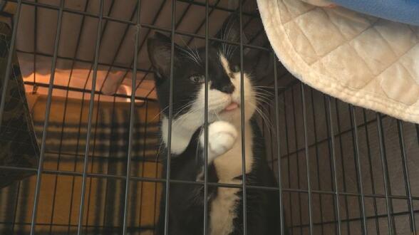 7棟焼く火事で施設が延焼、20匹犠牲に…“ネコの日”に保護ネコ譲渡会　12組が里親名乗り「ゆっくり過ごして」　富山・高岡市　|　富山のニュース｜天気・防災｜チューリップテレビ