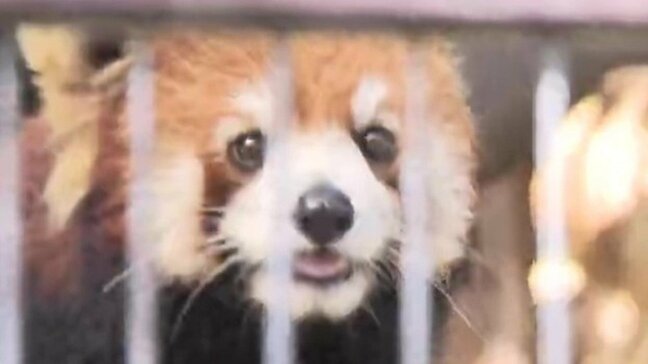人気者のレッサーパンダ「杏香」あと1か月でお別れ ありがとう、いってらっしゃいで会いに来て! 熊本市動植物園 |TBS NEWS DIG