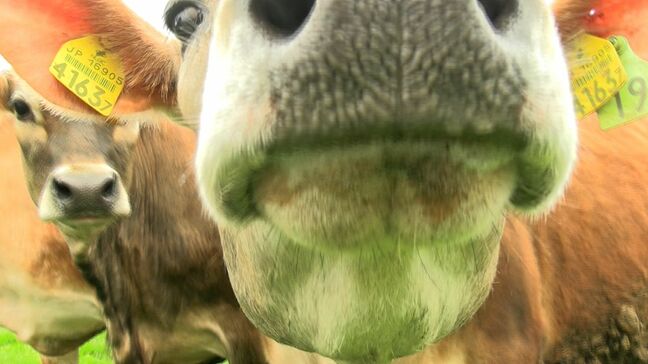 ジャージー牛の放牧が始まる 生まれて初めて放牧された9頭はモ~ダッシュで蒜山高原を満喫【岡山・真庭市】|TBS NEWS DIG