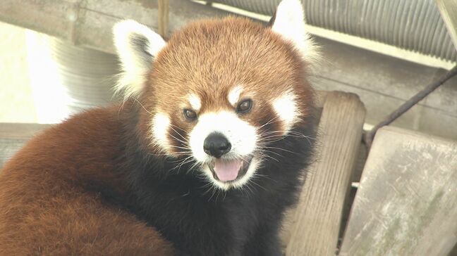 連日の暑さ 動物たちはどう過ごす? 秋吉台サファリランド|TBS NEWS DIG