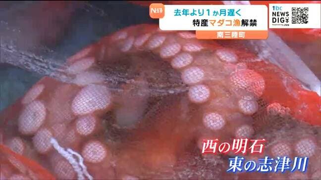 「西の明石 東の志津川」特産マダコ漁が去年より1か月遅く解禁 初日の水揚げ1トン少なく 宮城・南三陸町|TBS NEWS DIG