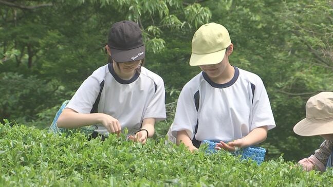 「キンキンに冷やして飲みたい」小中学生が特産・因尾茶の摘み取りに笑顔　大分・佐伯市|TBS NEWS DIG