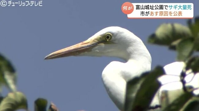 サギ100羽以上…謎の大量死　富山城址公園のお堀で何が？富山市は29日に原因について記者会見へ|TBS NEWS DIG
