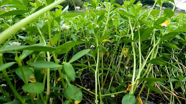 「憎たらしい...」あの手この手で駆除しても繁殖止まらない"地球上最悪"の侵略的植物 「役立つ○○」に生まれ変わらせる作戦で厄介者→人気者に?|TBS NEWS DIG