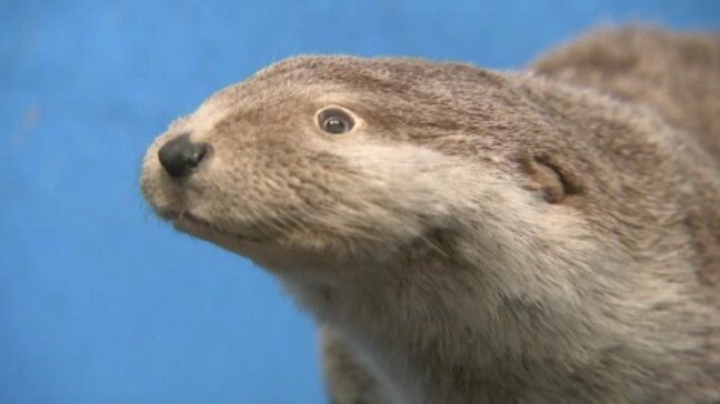 国はニホンカワウソを「絶滅」とするも、県は生息を信じて「絶滅危惧種」 県内最後の確認から50年 県の科博でニホンカワウソ特別展 愛媛県|TBS NEWS DIG