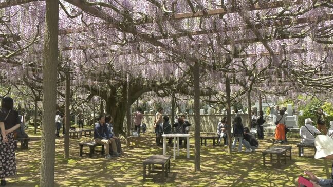 「ふじ寺」がまもなく満開 山陰各地で夏日を記録 島根・吉賀は今年最高28度|TBS NEWS DIG