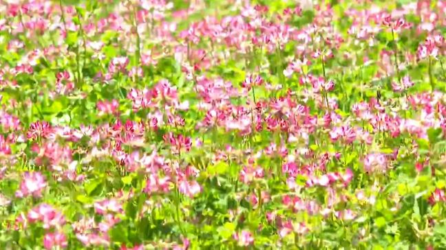 田んぼ一面に広がる薄紫色の花「れんげまつり」あす5日まで開催　鹿児島・姶良市|TBS NEWS DIG