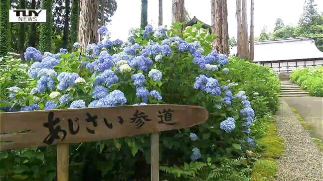 寺院の境内に咲き誇る8000株のあじさい 米沢市であじさいがまもなく見ごろ(山形)|TBS NEWS DIG