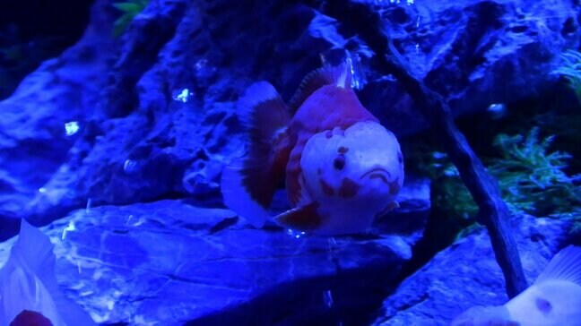 「くらしき金魚ミュージアム」17日から　40種類 約1,000匹の金魚が妖しげな空間を泳ぐ“妖怪百金魚夜行”　イオンモール倉敷で9月23日まで【岡山】|TBS NEWS DIG