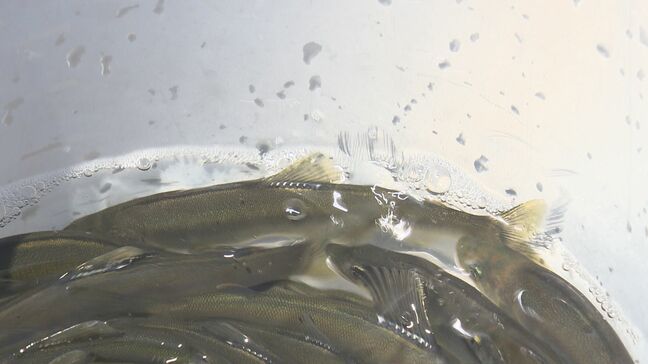 夏のアユ釣り解禁に向け…3万8000匹、400キロの稚魚放流　福島・楢葉町|TBS NEWS DIG