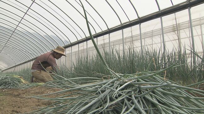 「大分味一ねぎ」台風10号による大雨被害　一部農家で約1トン廃棄に|TBS NEWS DIG