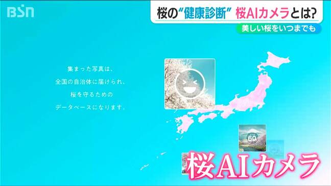 80回目の「分水おいらん道中」も楽しめる今が見頃の『大河津分水桜並木』AIカメラで健康診断　新潟県燕市|TBS NEWS DIG