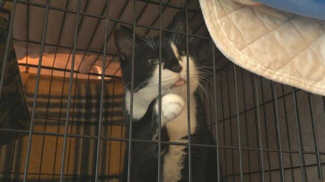 7棟焼く火事で施設が延焼、20匹犠牲に…“ネコの日”に保護ネコ譲渡会　12組が里親名乗り「ゆっくり過ごして」　富山・高岡市|TBS NEWS DIG