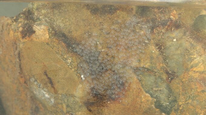 高齢化・漁獲量減少でピンチ！シロウオの産卵状況調査　|　山口のニュース・天気・防災｜tys NEWS｜ｔｙｓテレビ山口