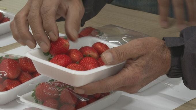 「例年通りの味」いちごの目合わせ会　山口・下関　|　山口のニュース・天気・防災｜tys NEWS｜ｔｙｓテレビ山口