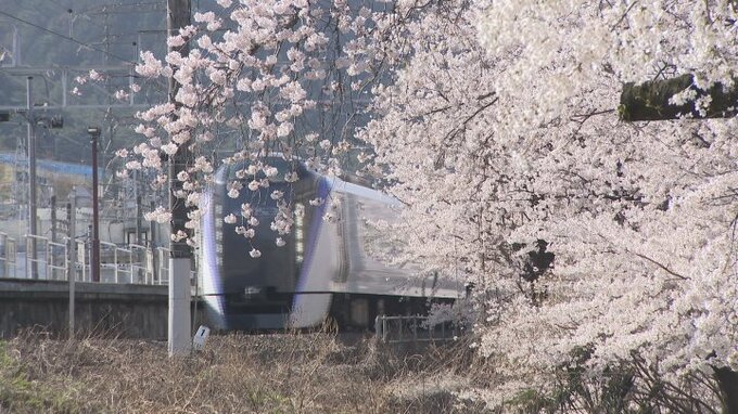 電車との共演で知られる「甚六桜」　大勢の人がベストショットを狙う　山梨・甲州市　|　山梨のニュース | ＵＴＹテレビ山梨