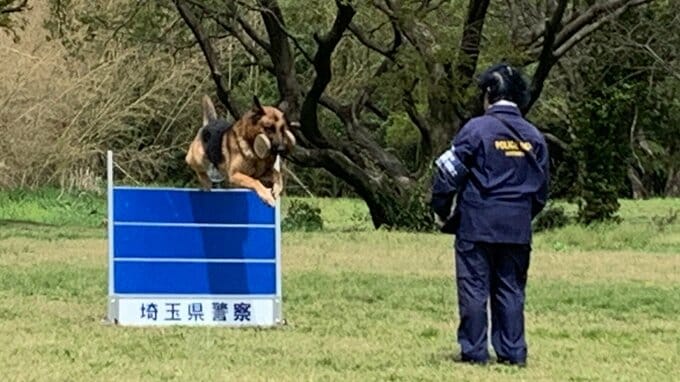 嘱託警察犬の審査会　シェパードなど75匹が躍動　埼玉県警|TBS NEWS DIG
