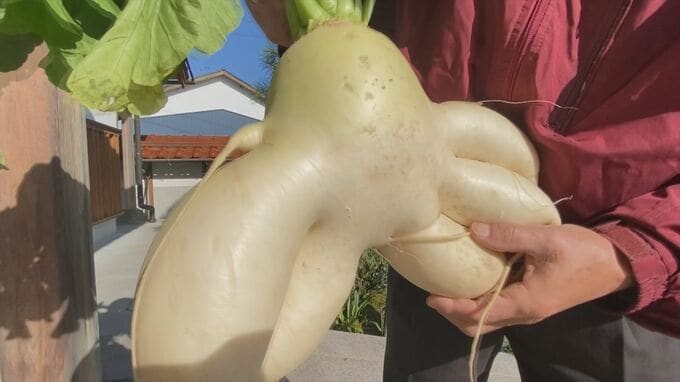 農家もびっくり！驚きの６股割れダイコン見つかる　鳥取県米子市　|　BSSニュース | BSS山陰放送