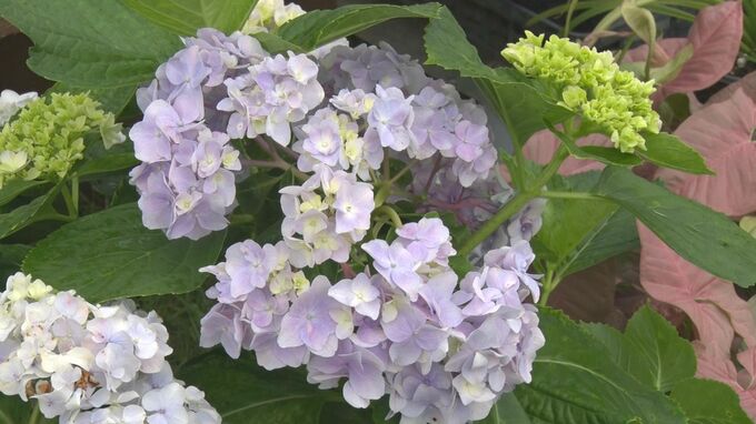 若夏の頃の風物詩　植木や苗木を割安で販売　沖縄市　|TBS NEWS DIG