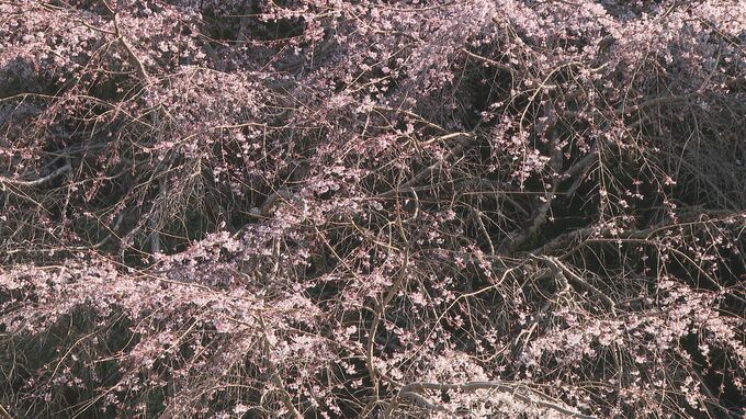 樹齢350年超　南明寺のイトザクラ見頃　早咲きで親しまれる　山口・萩|TBS NEWS DIG