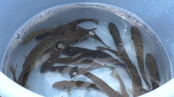 「子どもたちが魚を釣って楽しめる環境に」児童らが甲子川でヤマメとイワナ合わせて約30kgを放流　岩手・釜石市|TBS NEWS DIG