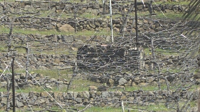ブドウ畑で運転中に下の段に落下か　農作業の男性が死亡　消毒散布機の下敷きに　山梨・甲府市　|　山梨のニュース | ＵＴＹテレビ山梨