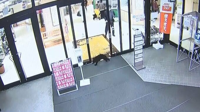 大型商業施設に子グマ　警察などが確保　山へ放つ　岩手・北上市の「江釣子ショッピングセンター パル」|TBS NEWS DIG