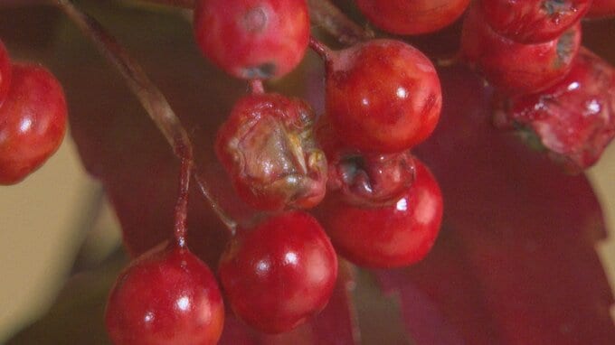 本物の花や木にそっくりな「アート盆栽」|TBS NEWS DIG